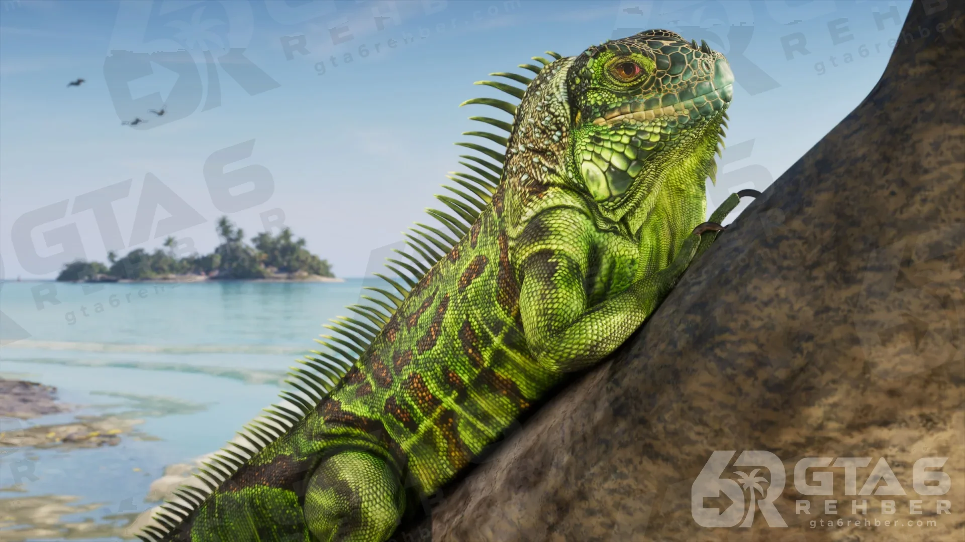 Deniz kıyısında kayanın üstündeki yeşil iguana, uzakta küçük bir ada